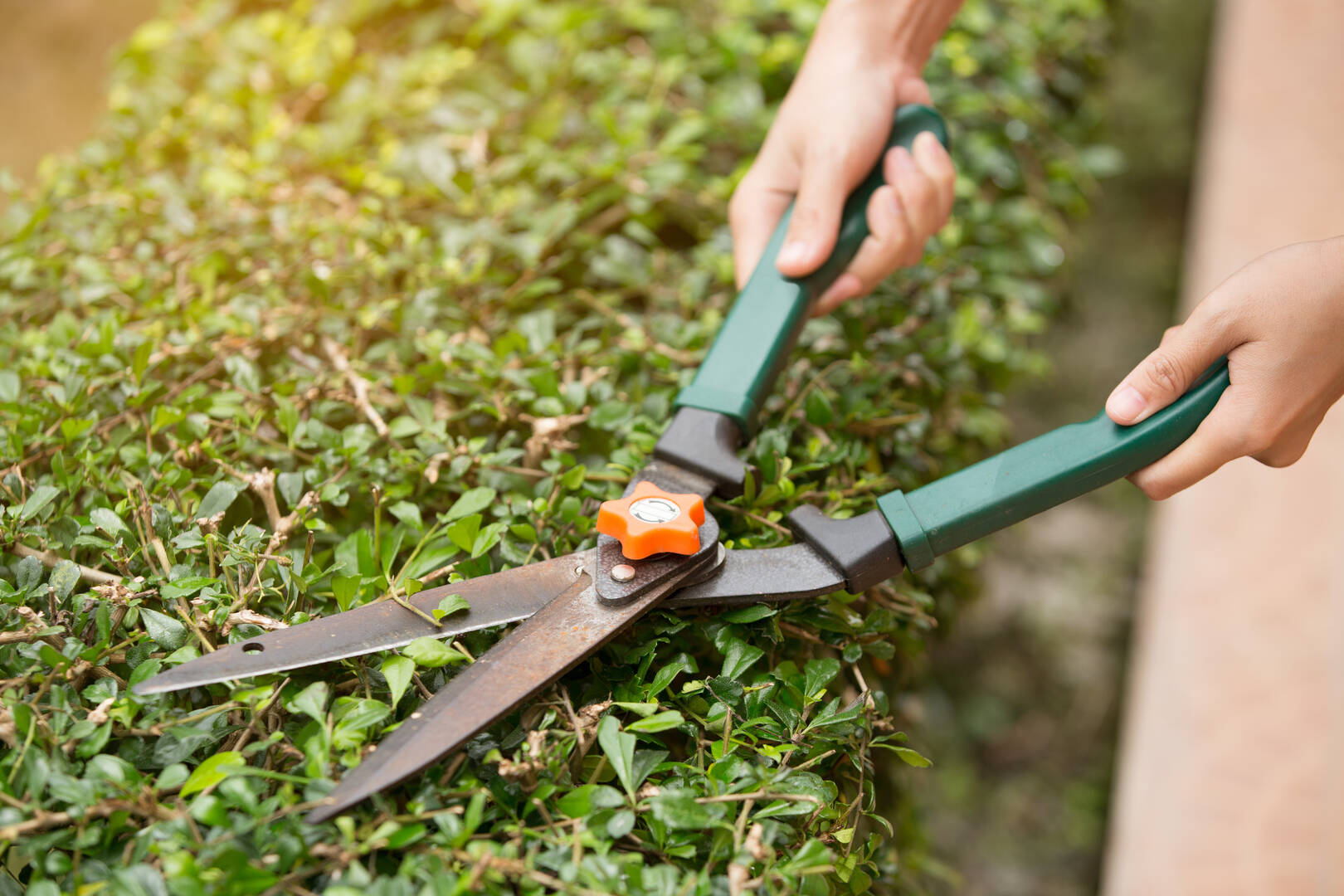 Good News Pest Solutions