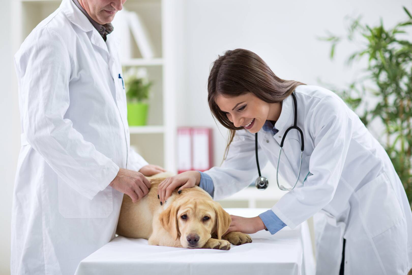 Ashland Terrace Animal Hospital